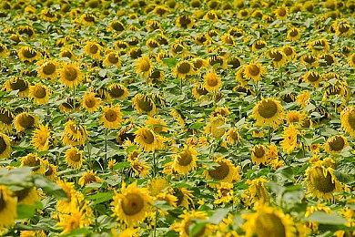 日本环球影城推出《名侦探柯南》主题表演 2024年春季开放